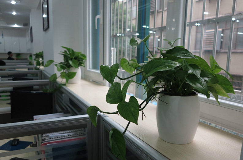办公室摆放植物的方法